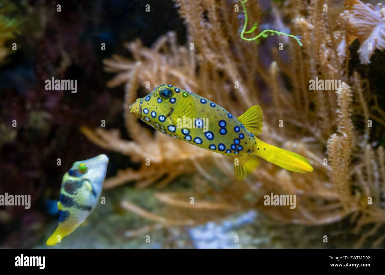 Yellow boxfish (Ostracion cubicum) is a species of boxfish found in reefs throughout the Pacific Ocean and Indian Ocean Stock Photo