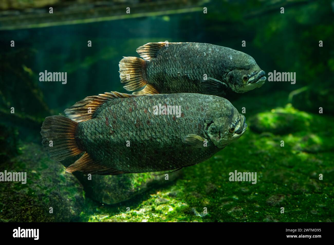 The giant gourami (Osphronemus goramy) is a species of large gourami native to freshwater habitats in Southeast Asia Stock Photo
