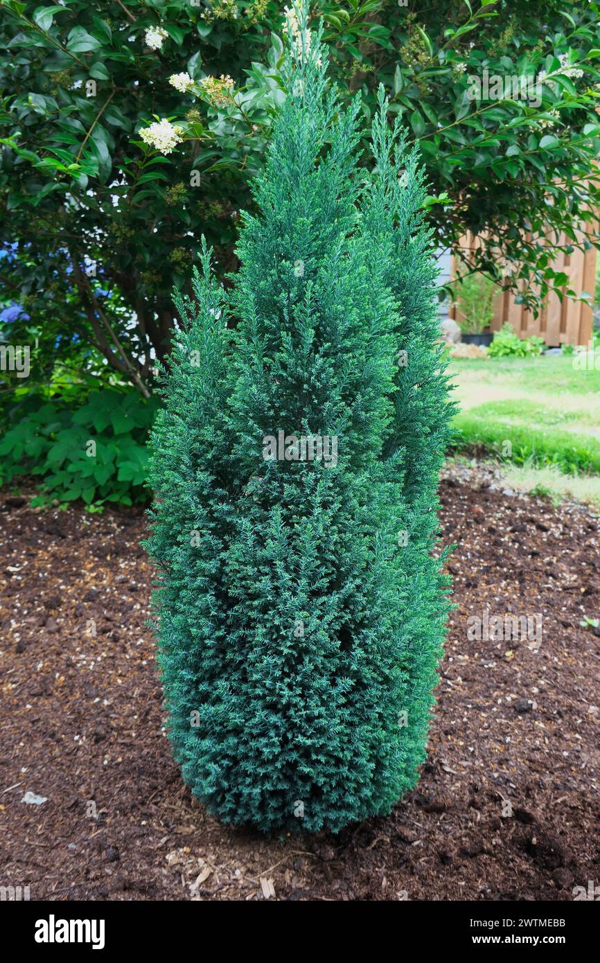 Boulevard False Cypress (Chamaecyparis pisifera 'Boulevard') - Blue Moss Cypress - semi-dwarf, blue-green evergreen shrub. Stock Photo