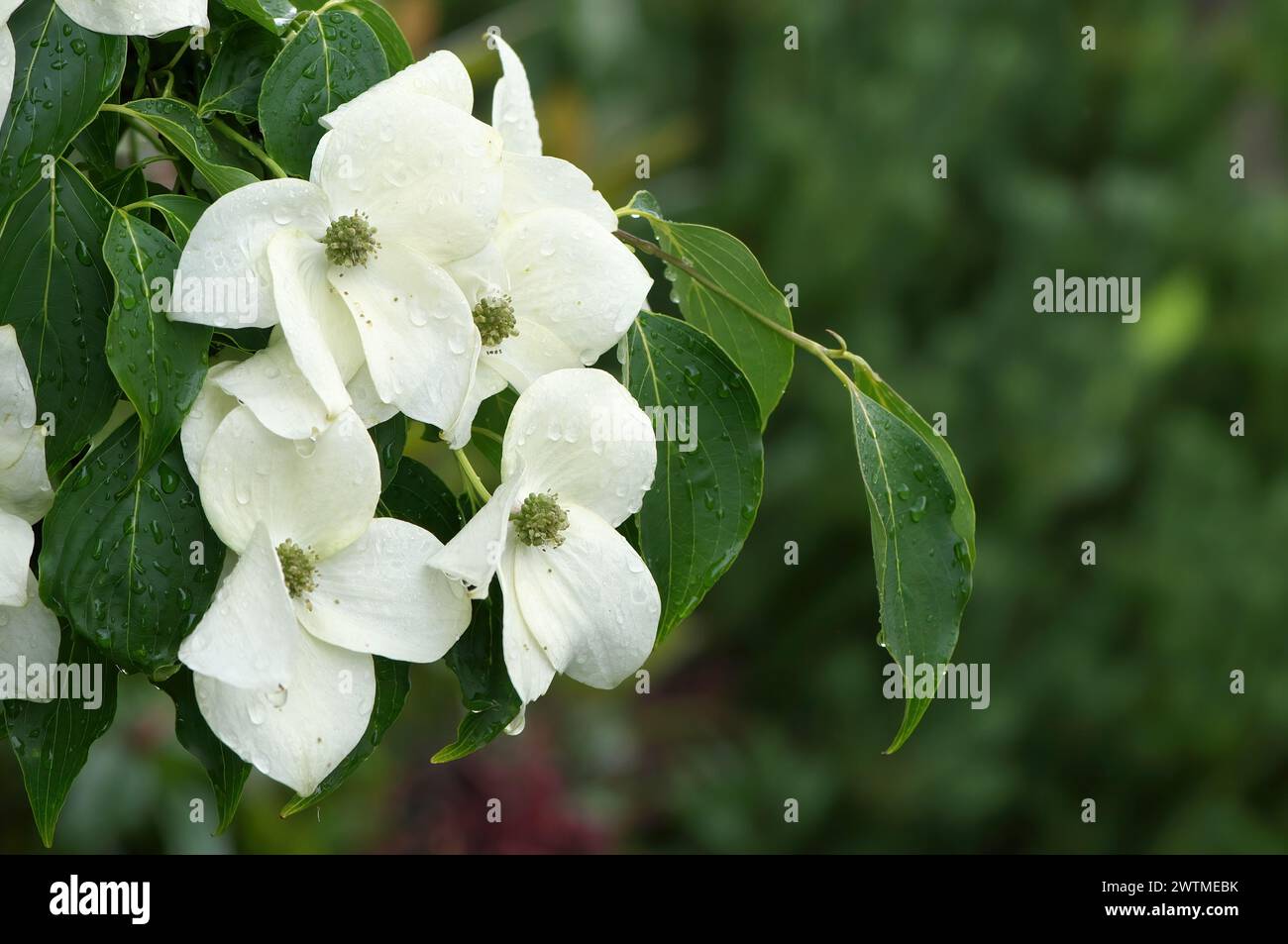 Cornus kousa - Chinese Dogwood 'China Girl' - Blossoms with waterdrops - copy space. Stock Photo
