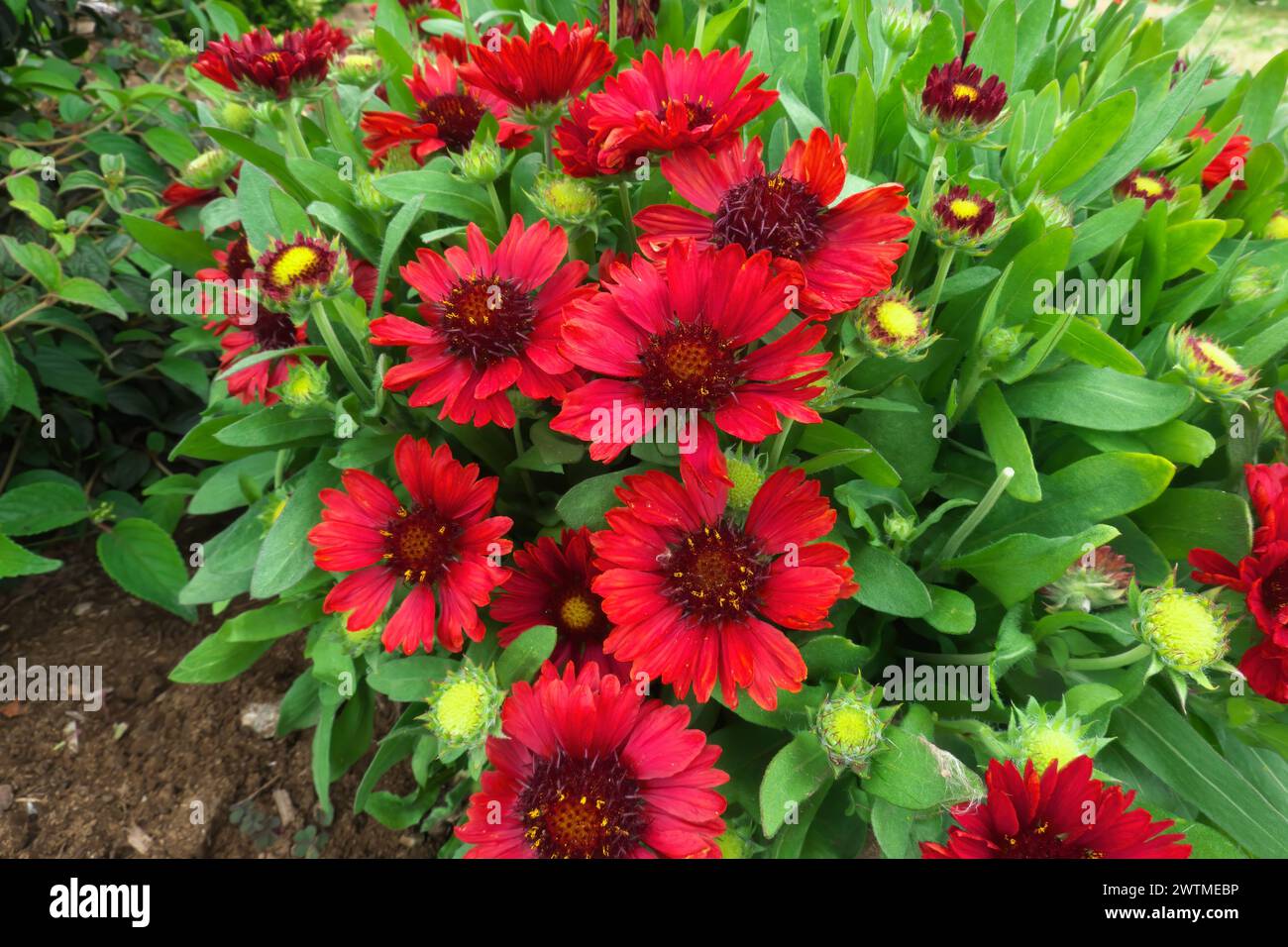 Blanket Flower (Gaillardia x grandiflora) - 'Mesa Red' - short-lived herbaceous perennial. Stock Photo