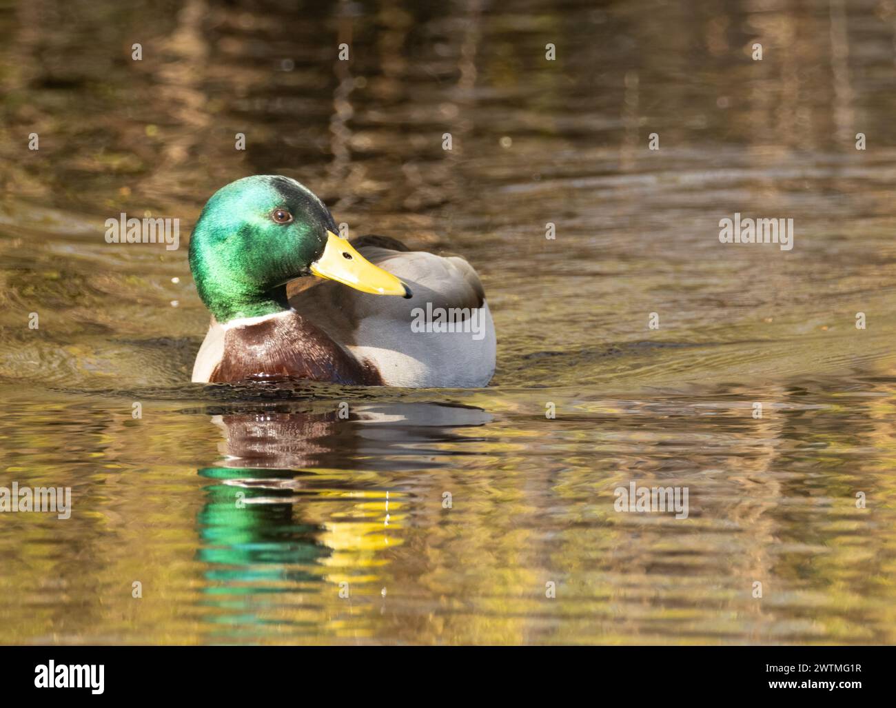 Close up of a male mallard duck, drake, with bright green head plumage Stock Photo