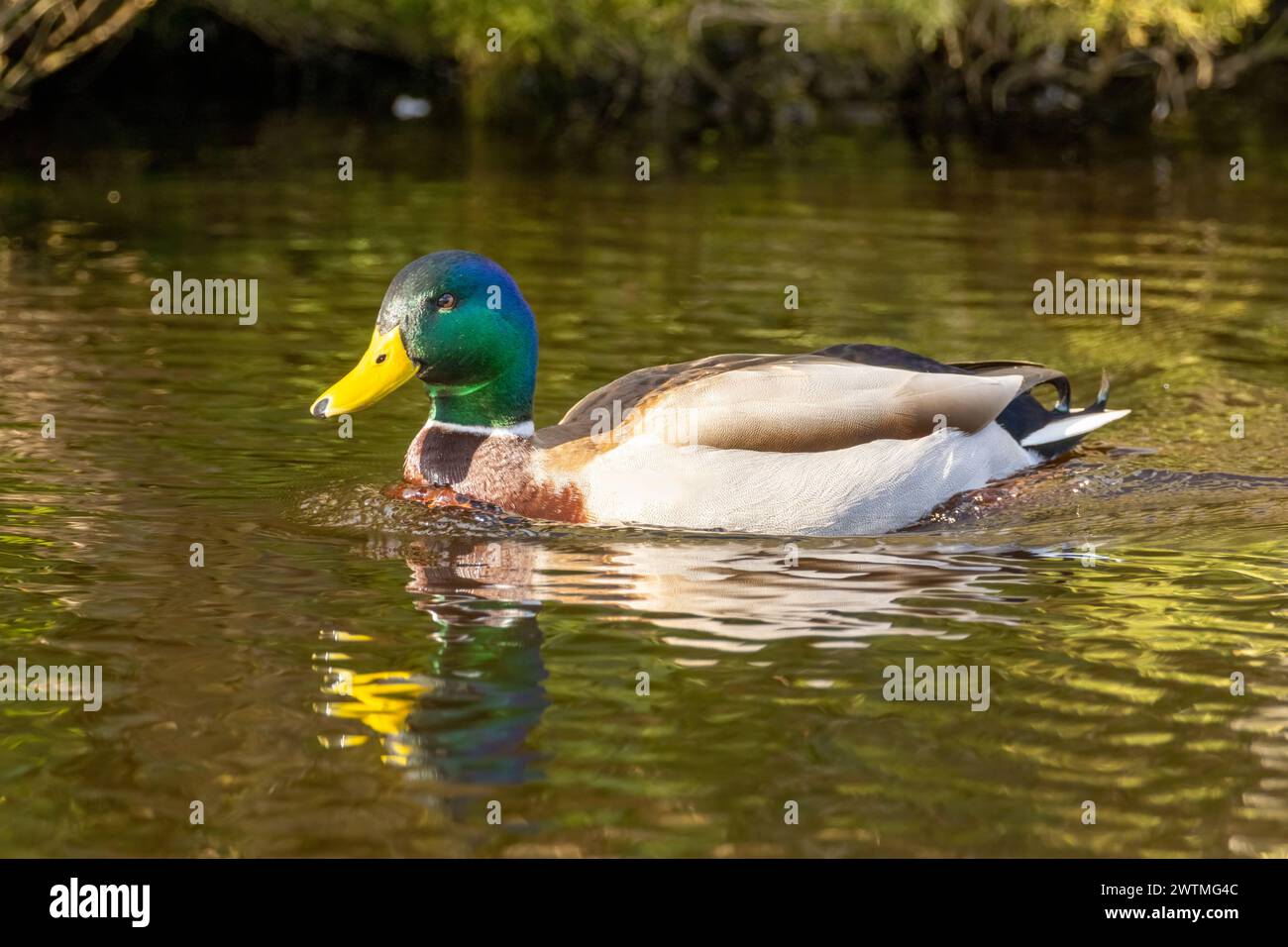 Close up of a male mallard duck, drake, with bright green head plumage Stock Photo