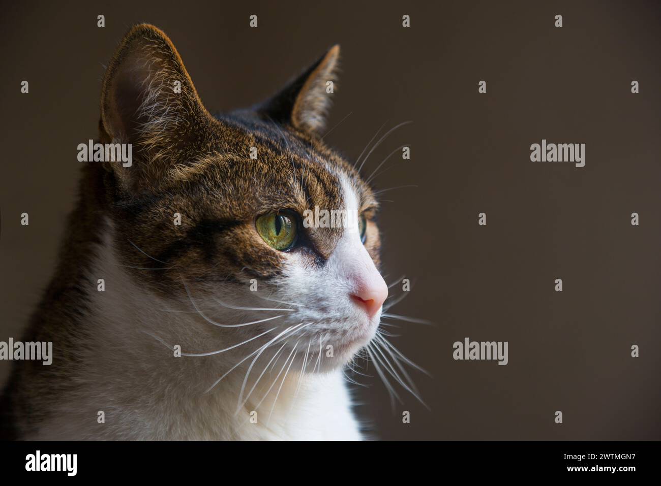 Portrait of tabby and white cat. Close view. Stock Photo
