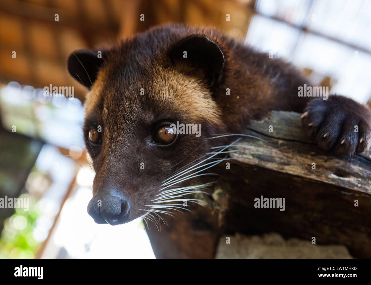 Asian palm civet (Paradoxurus hermaphroditus). People use it for production of famous kopi luwak. Stock Photo