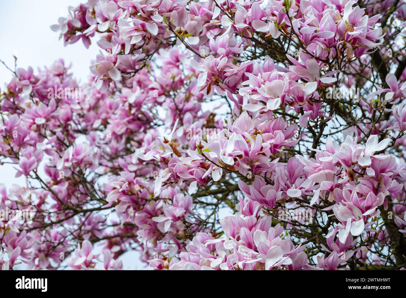 Magnolia Rosa Spring blossom pink Magnolia stellata with big flowers and small green ...