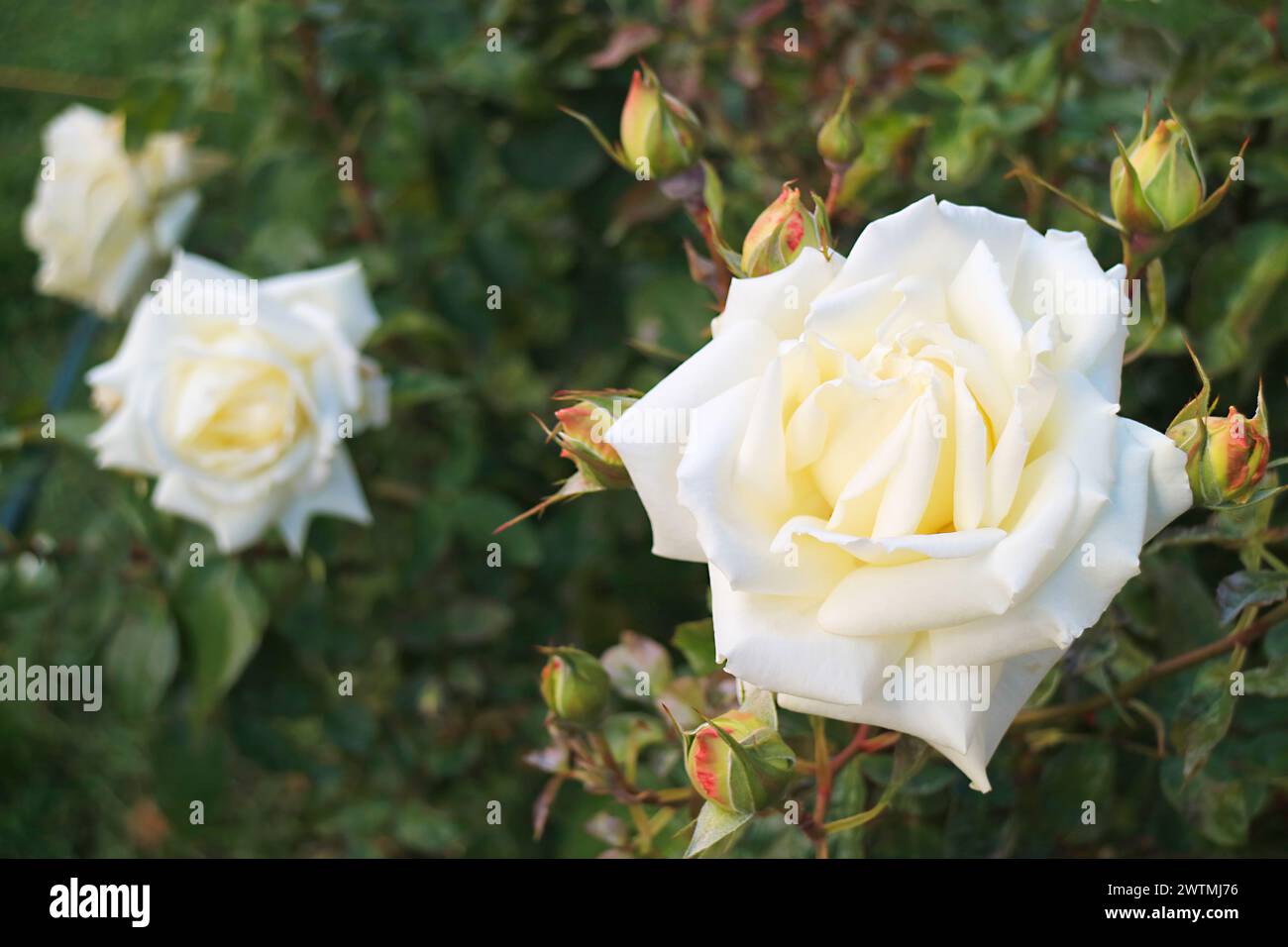 Stunning White Roses in the Sunlight of El Calafate Town, Patagonia, Argentina, South America Stock Photo