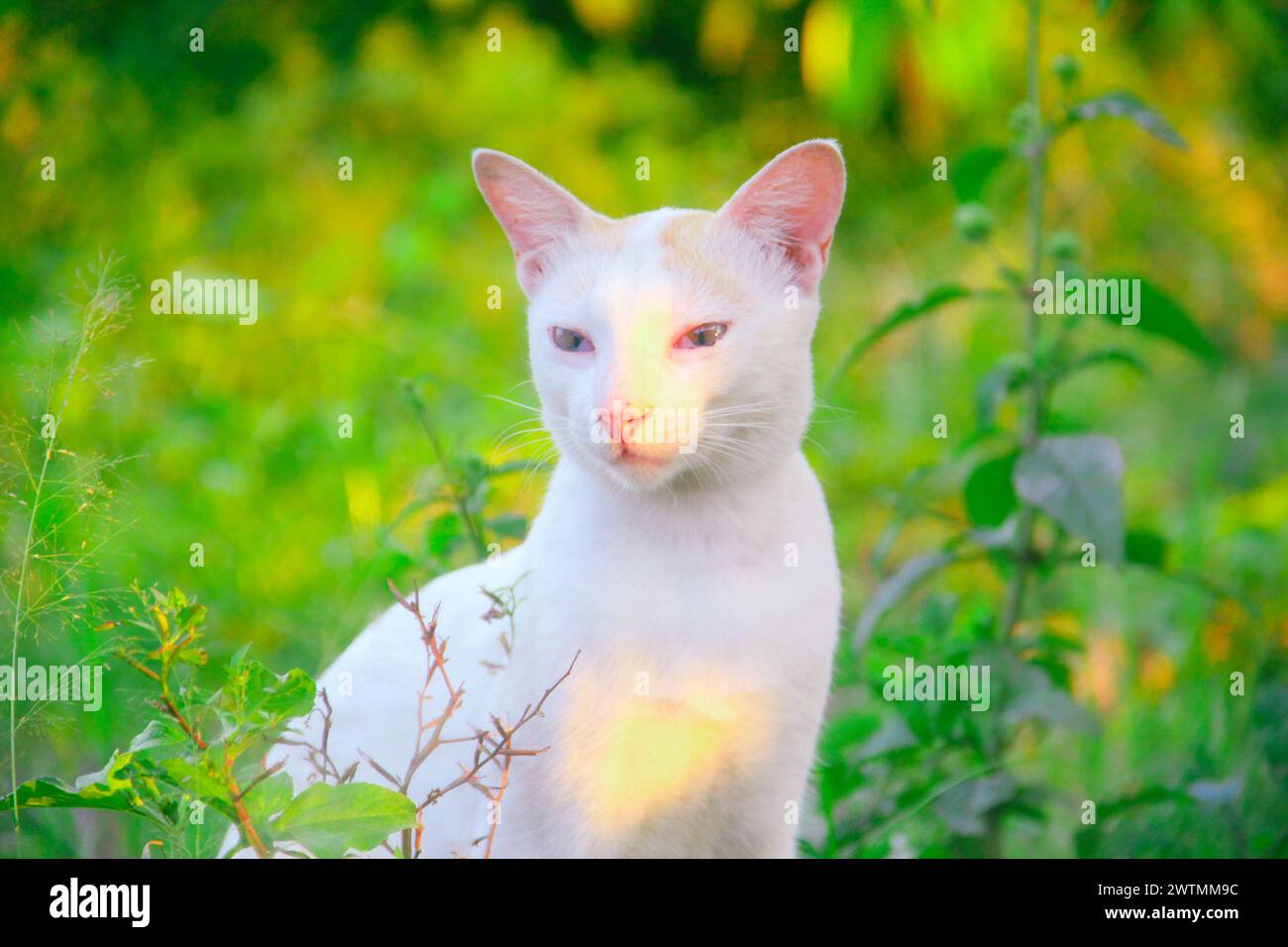 White cat in the green grass Stock Photo - Alamy
