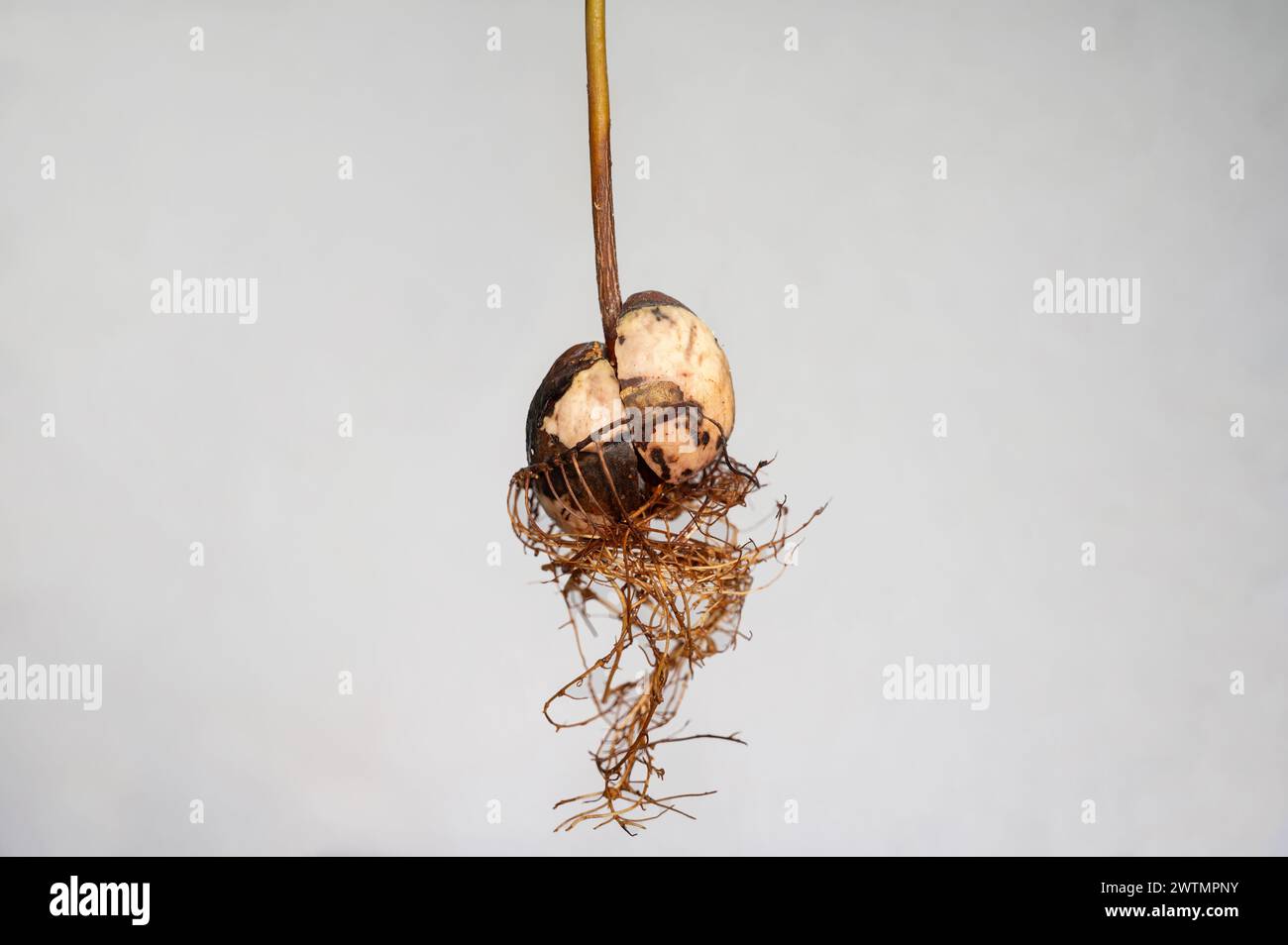 Avocado (Persea americana) core with roots against white background Stock Photo