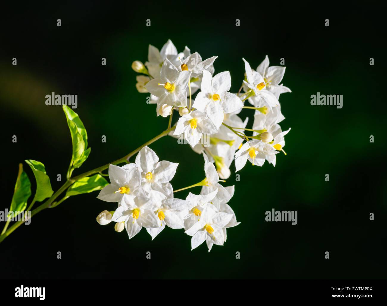Macro of a white jasmine nightshade flower Stock Photo