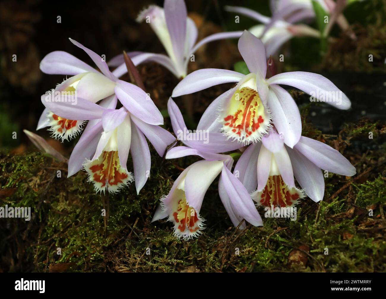 Pleione Orchid, Lhasa 'Blushes', Orchidaceae. Pleione Britannia × Pleione Eiger. Stock Photo