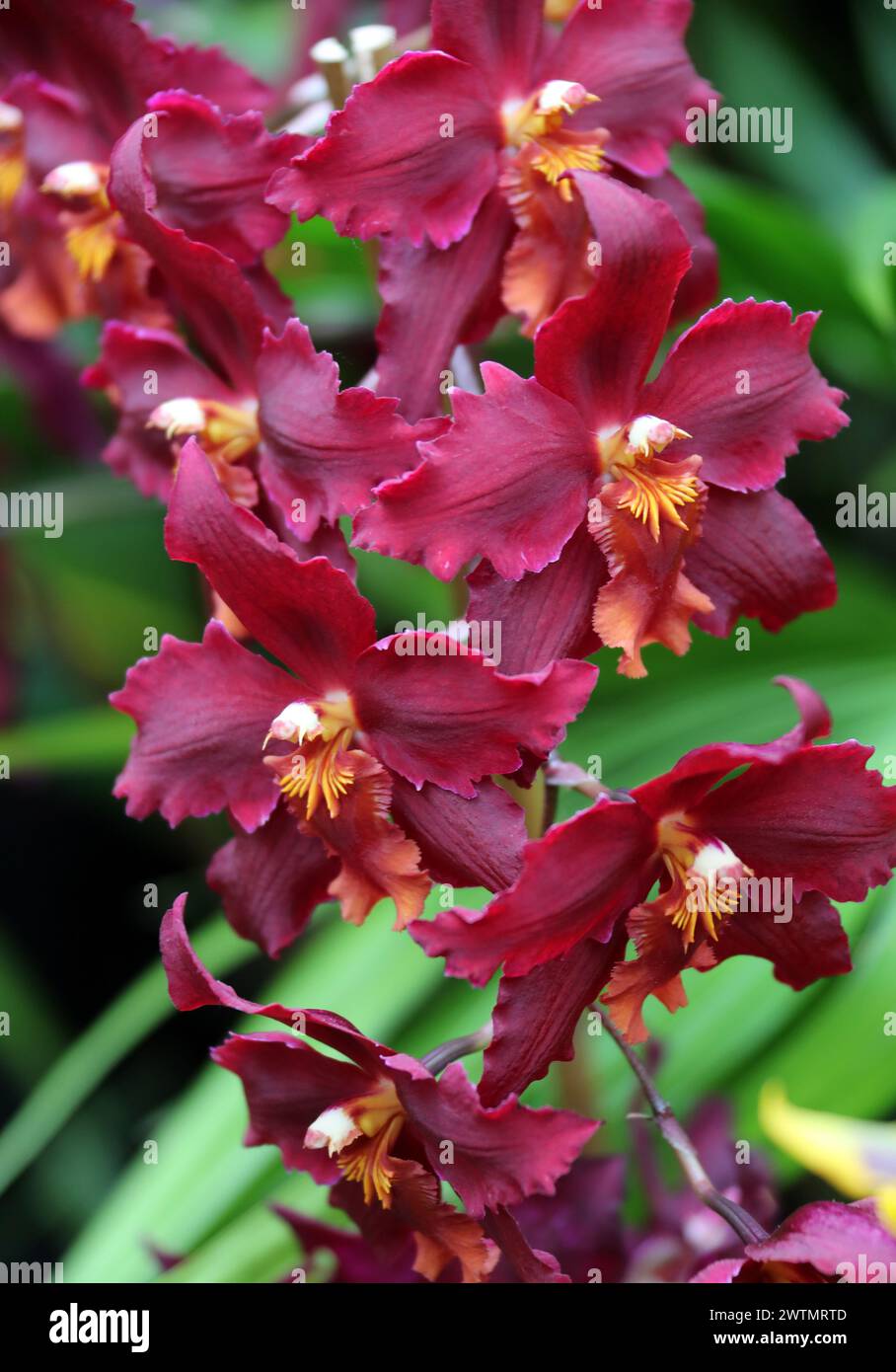 Orchid, Oncostele Diablo's Drum, Orchidaceae. Oncostele Diablo Way × Oncidium Joe's Drum hybrid. Stock Photo