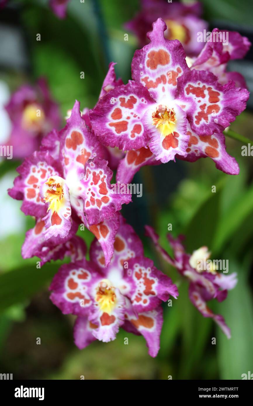 Orchid, Oncidium Oedipus, Orchidaceae. Saint Joe x Joe’s Drum Hybrid. Stock Photo
