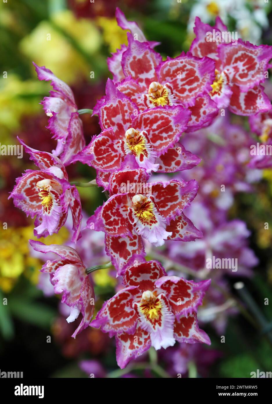 Orchid, Oncidium Tesson Mill, Oncidiinae, Orchidaceae. Stock Photo