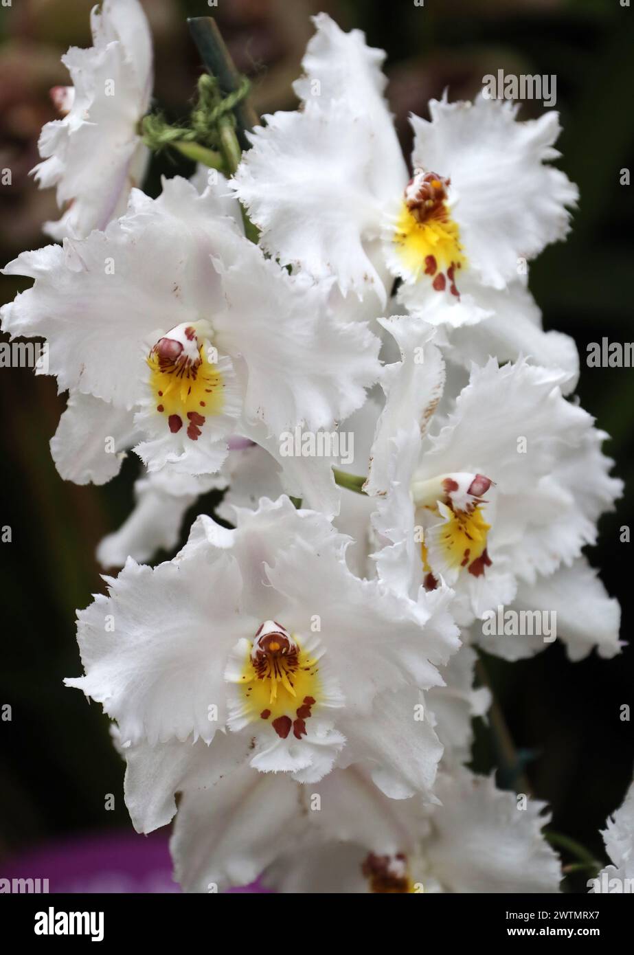 Orchid, Cymbidium Alexandrae, Odontoglossum crispum, Orchidaceae. Discovered by Theodor Hartweg in the Columbian Andes between 1841 & 1842. Stock Photo
