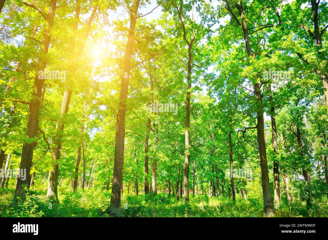 Beautiful panorama landscape with sun and forest and meadow at sunrise ...