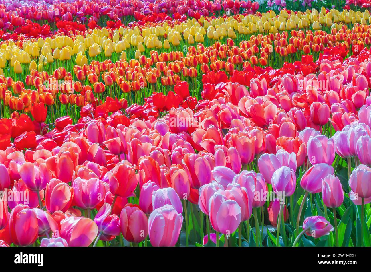 Field of colorful tulips Stock Photo - Alamy