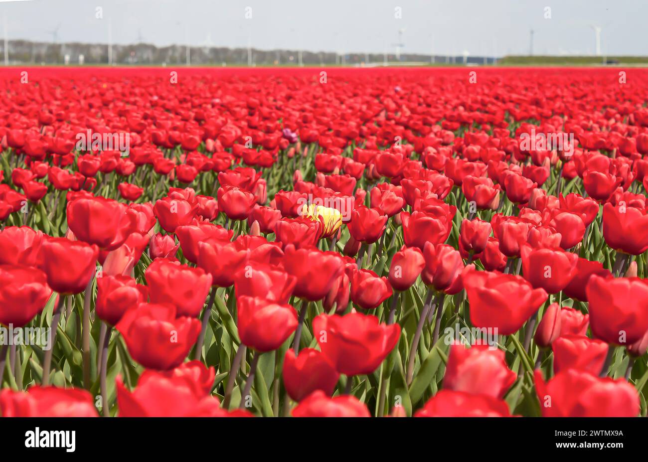 Colorful tulip flowers. One yellow tulip among red ones in a spring field. Stock Photo
