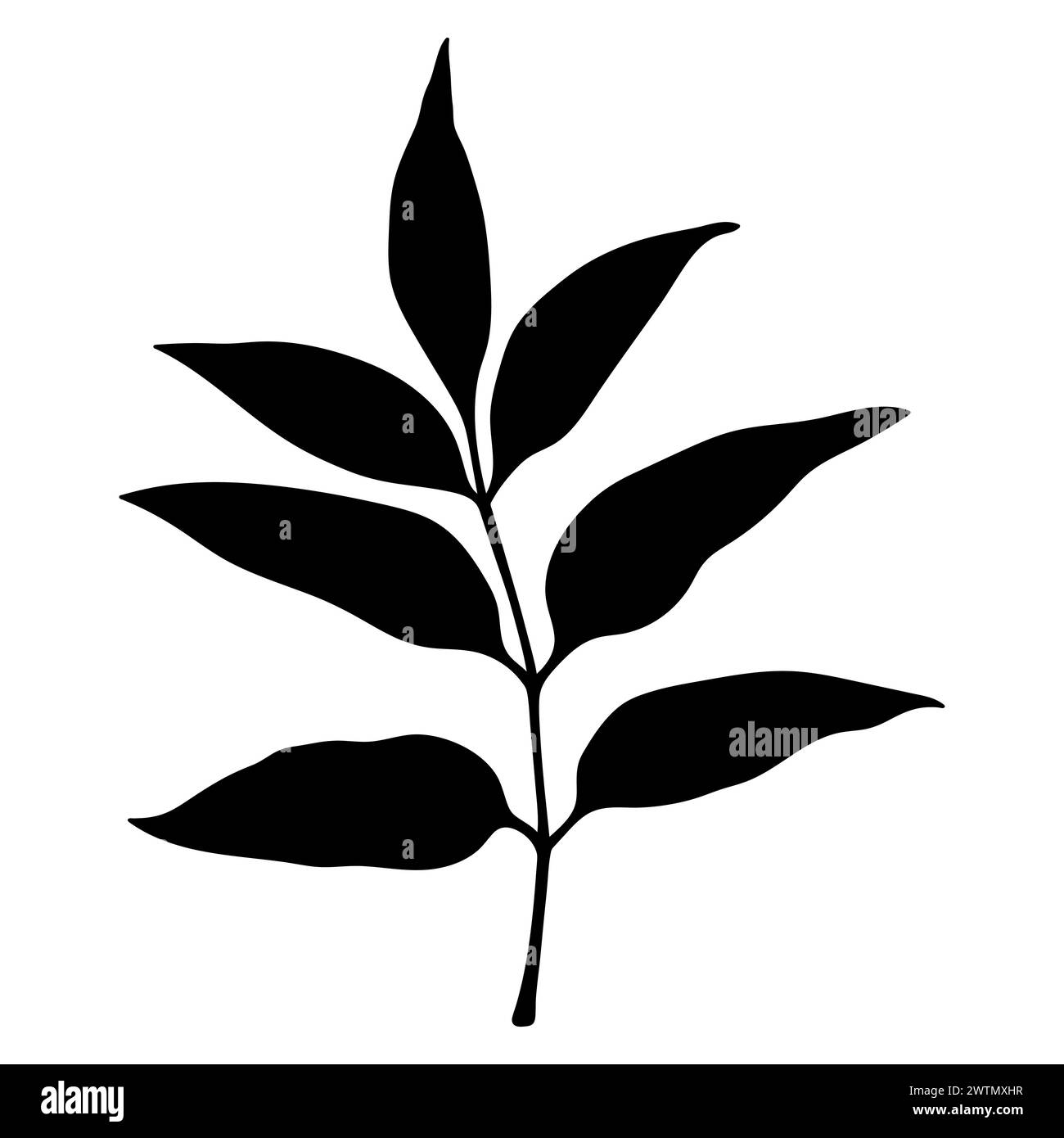 Ash Tree Leaf Silhouette Vector Botanical Illustration Stock Vector ash-tree-leaf-silhouette-vector-botanical-illustration-stock-vector