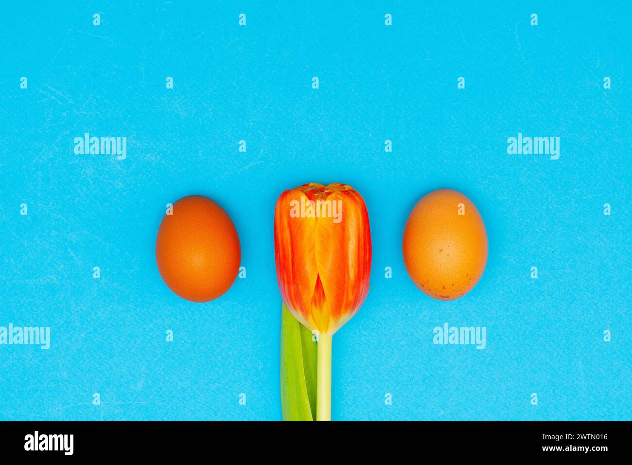 Abstract Easter still life with tulip and eggs Stock Photo - Alamy