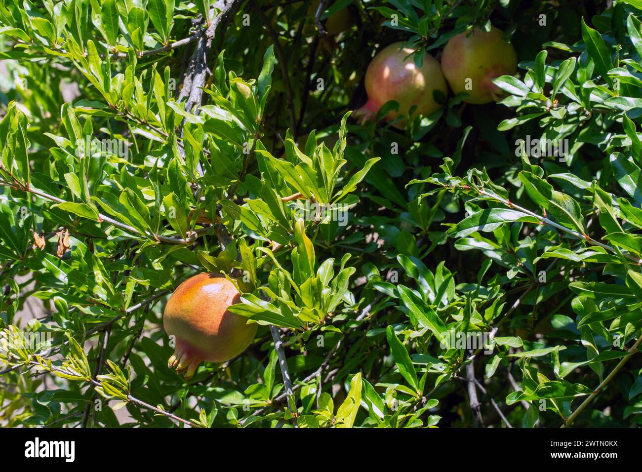 Unripe pomegranate fruit hanging on the tree. Stock Photo