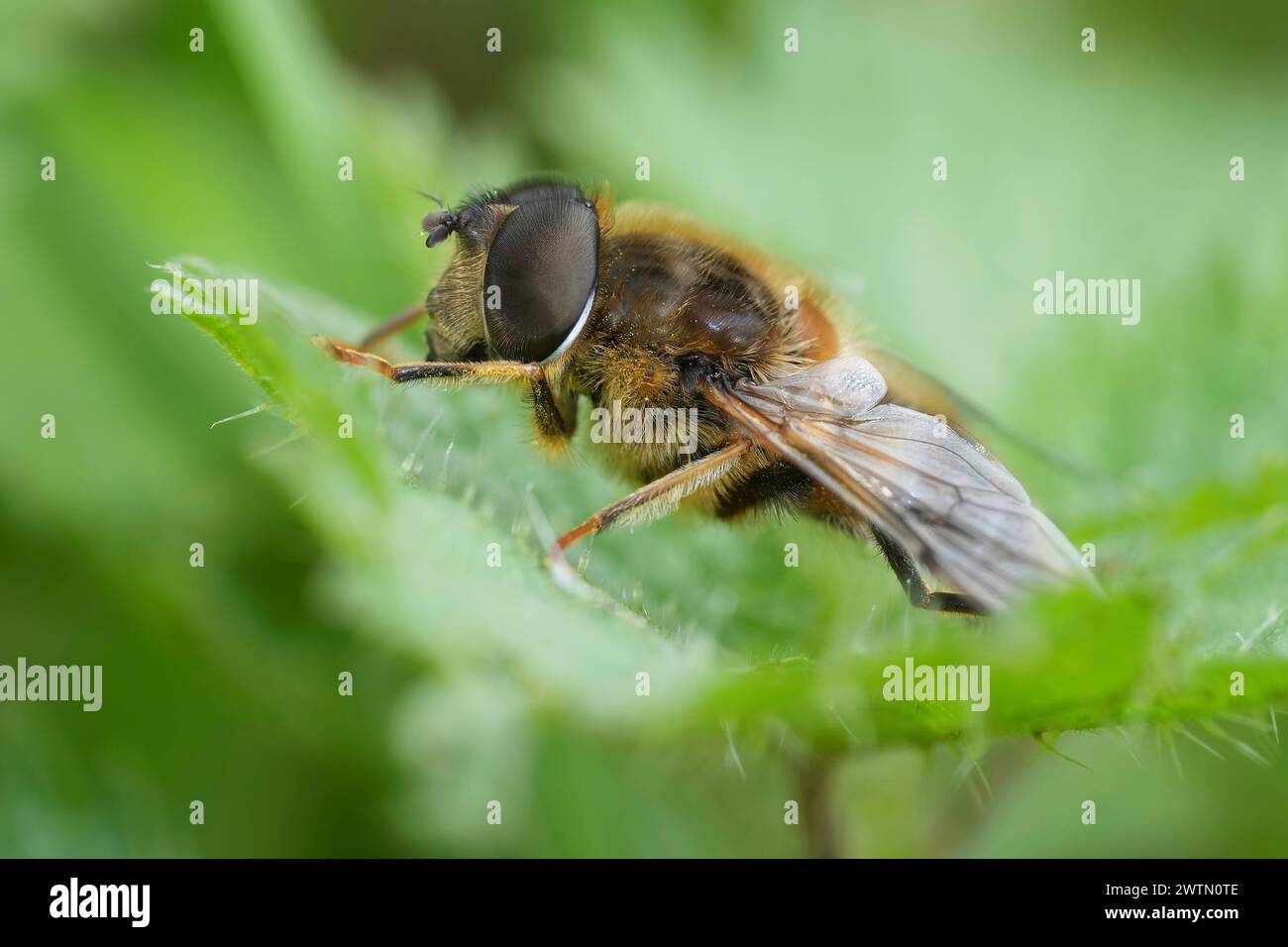 Detailed closeup on a tapered drone fly, Eristalis pertinax sitting on a green leaf Stock Photo