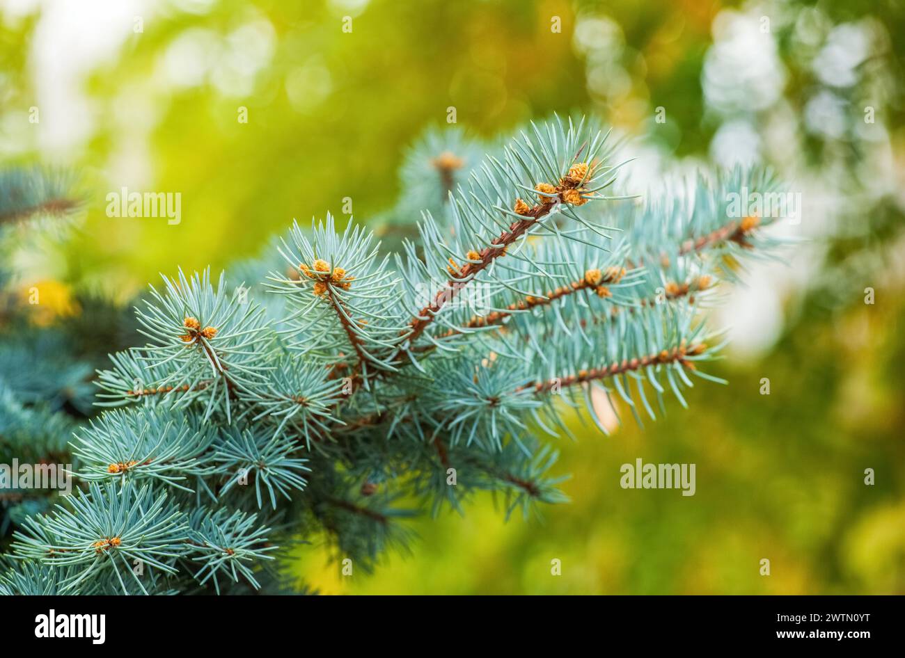 Fir thorn hi-res stock photography and images - Alamy