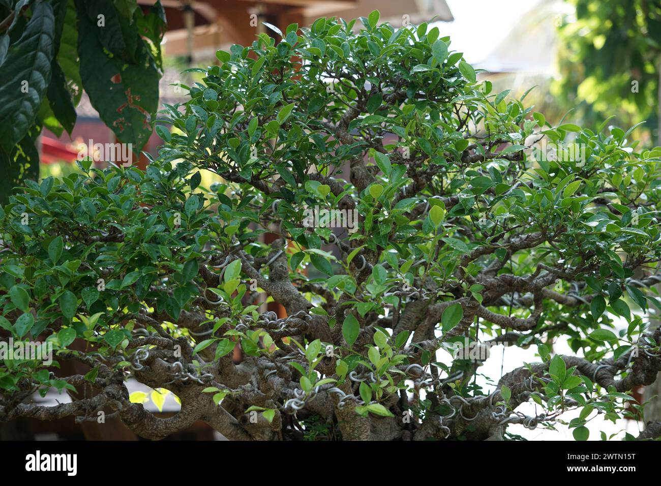 Ficus microcarpa (Ficus malacocarpa, Chinese banyan, Malayan banyan, Indian laurel, curtain fig, gajumaru, Kimeng). This plant is traditionally used a Stock Photo