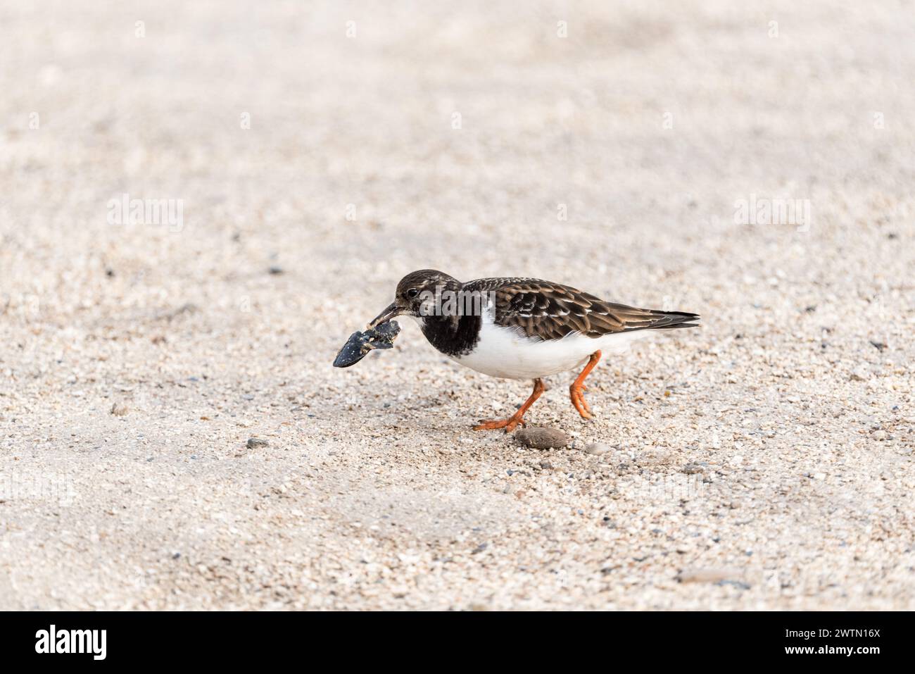 Walking Turnstone (Arenaria interpres) with a mussel shell at Leigh on Sea, Essex Stock Photo