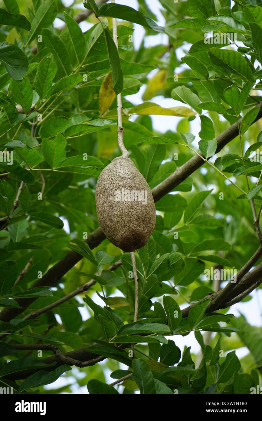 Kigelia africana (sausage tree, cucumber tree, Kunto Bimo, Pohon Sosis) fruit. The fresh fruit is poisonous to humans and strongly purgative Stock Photo