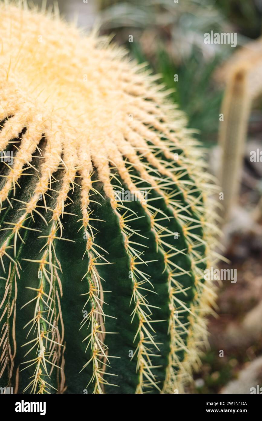 Echinocactus grusonii, the golden barrel cactus, golden ball or mother-in-law's cushion, is a well known species of cactus. Stock Photo