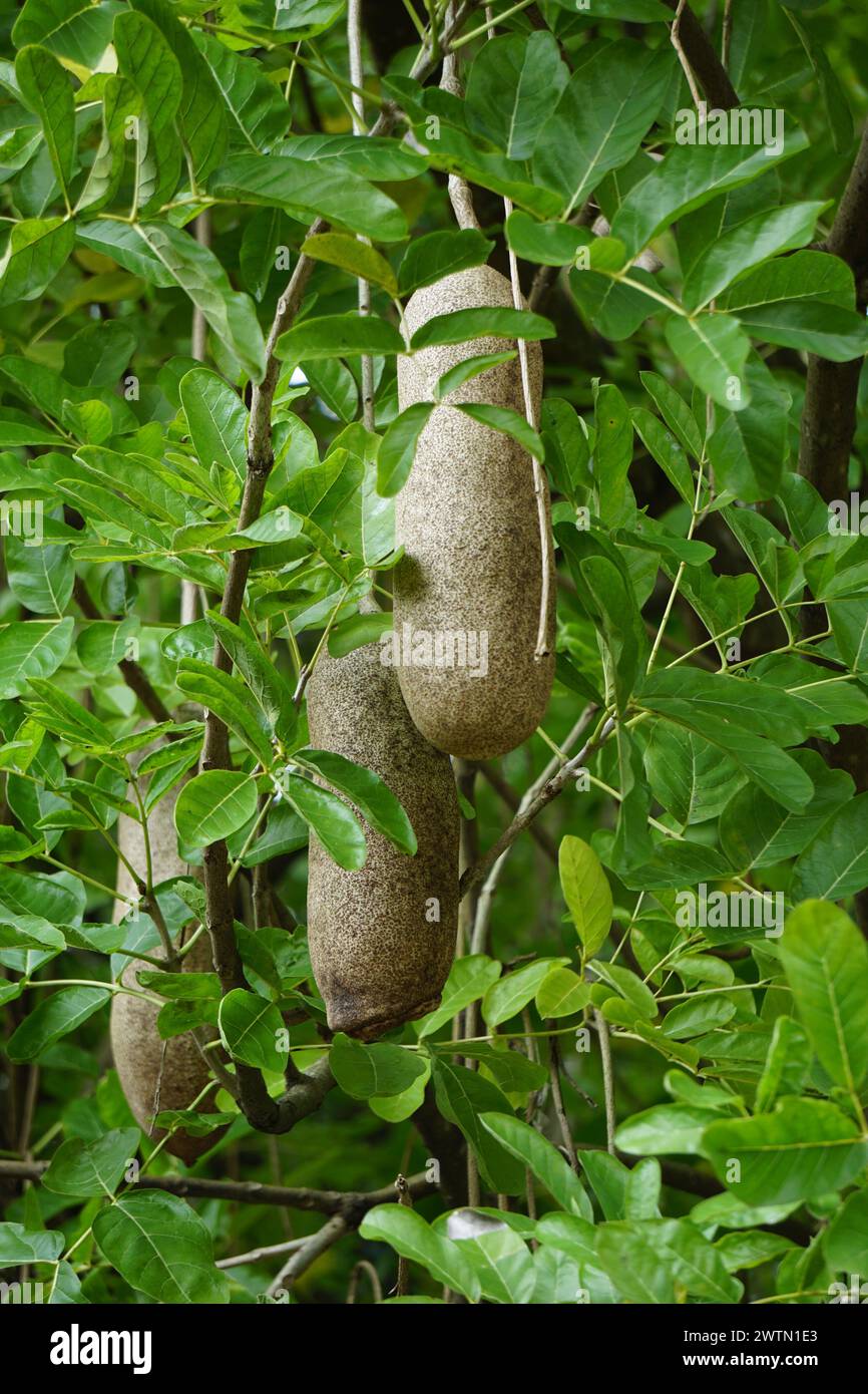 Kigelia africana (sausage tree, cucumber tree, Kunto Bimo, Pohon Sosis) fruit. The fresh fruit is poisonous to humans and strongly purgative Stock Photo