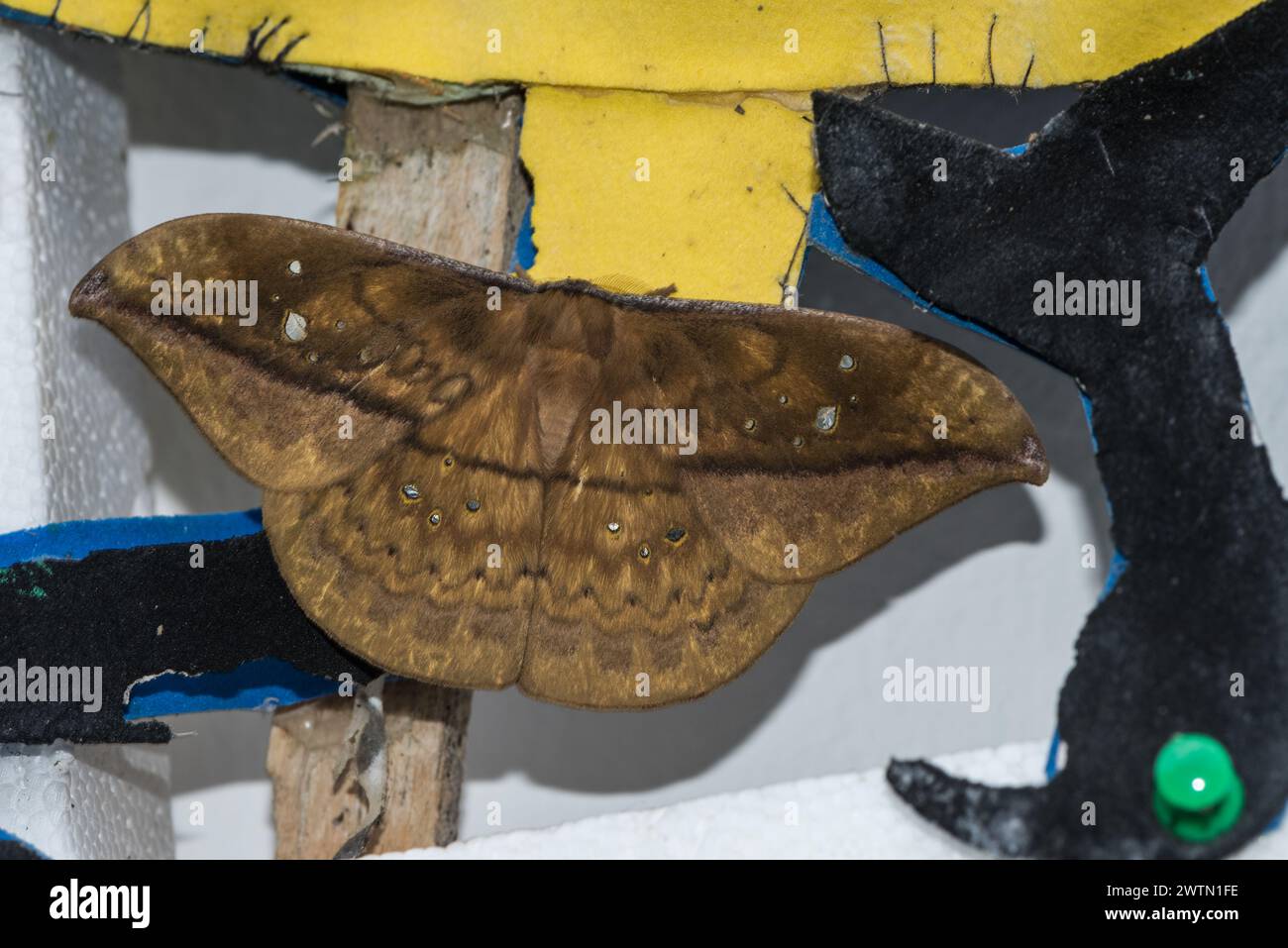 Saturniid moth hi-res stock photography and images - Alamy