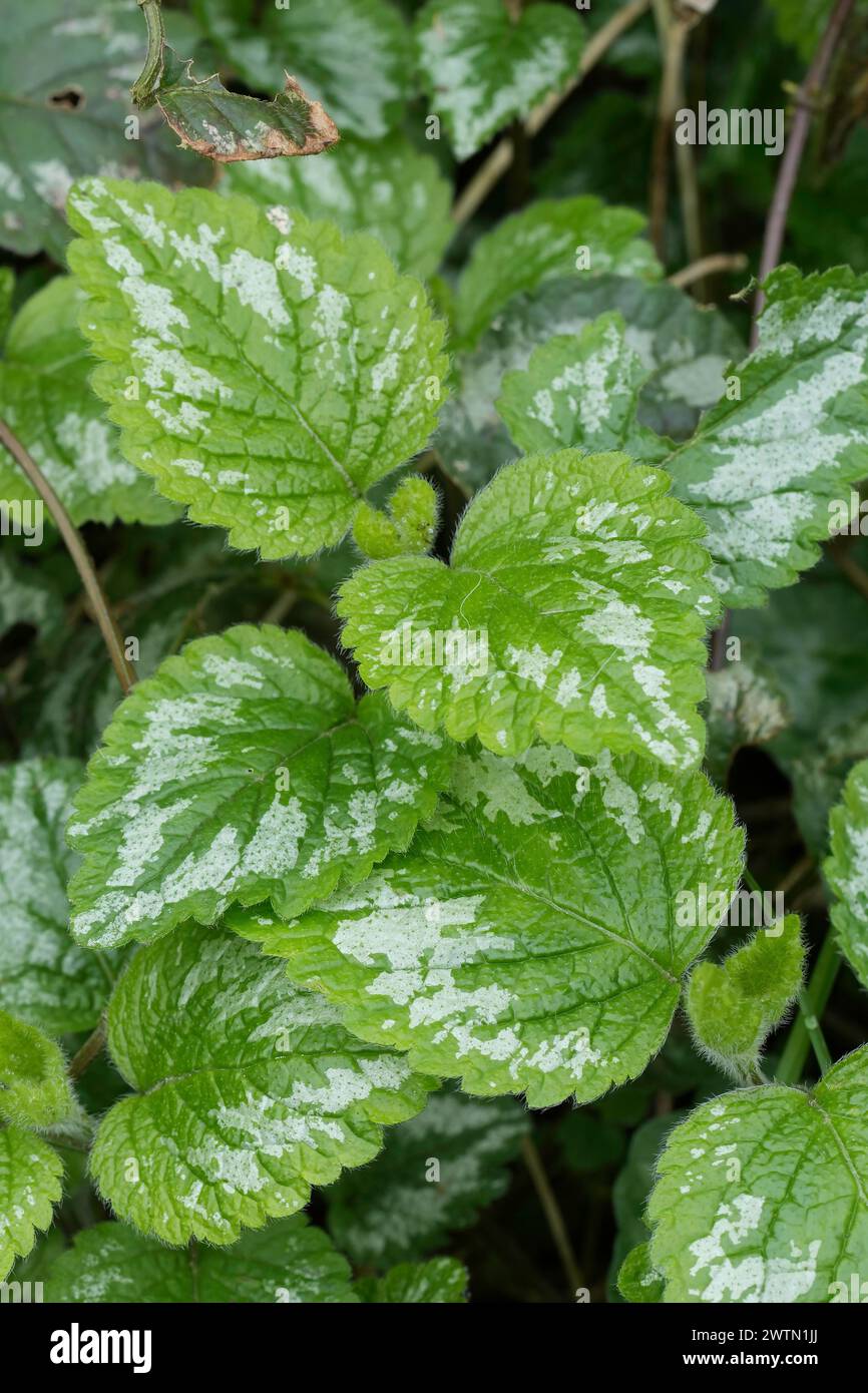 Natural vertical closeup on the foliage of the yellow archangel, Lamium galeobdolon in the garden Stock Photo