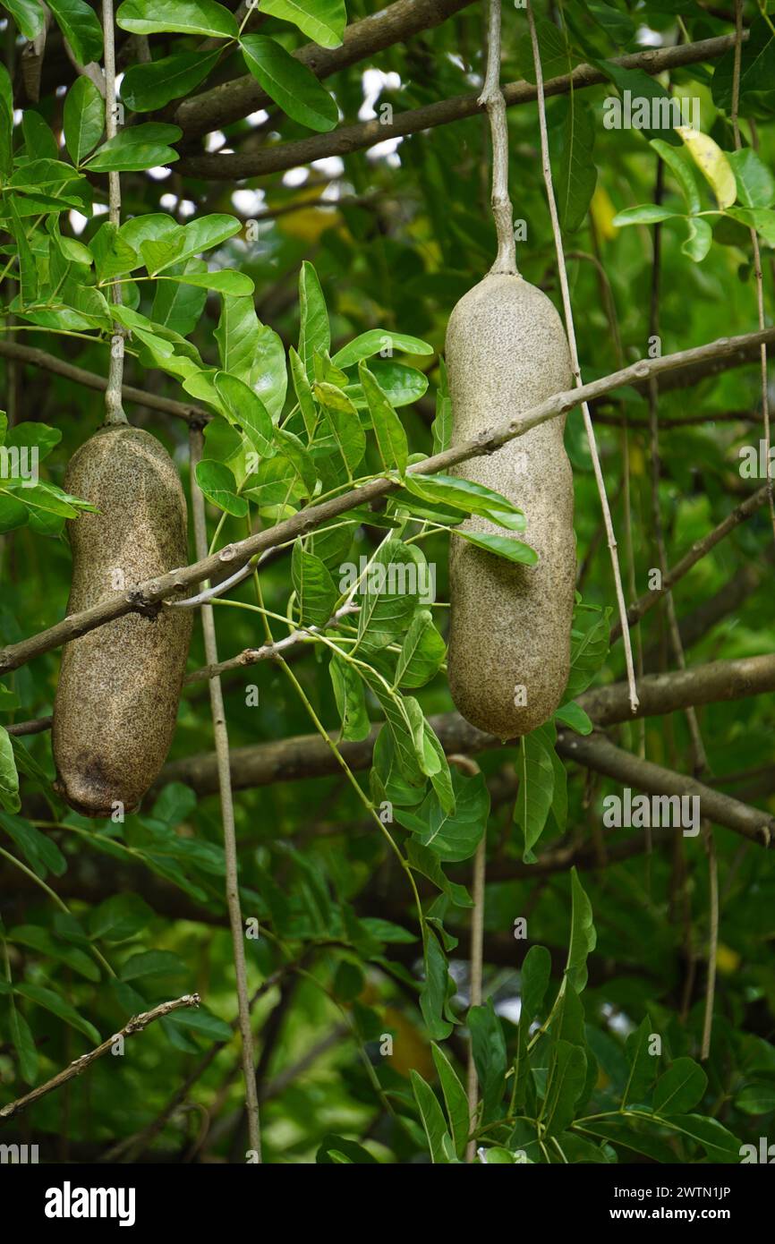Kigelia africana (sausage tree, cucumber tree, Kunto Bimo, Pohon Sosis ...