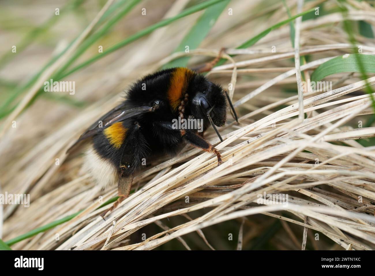 Detailed closeup on a large bulky queen buff-tailed bumblebee, Bombus terrestris sitting on a the ground Stock Photo