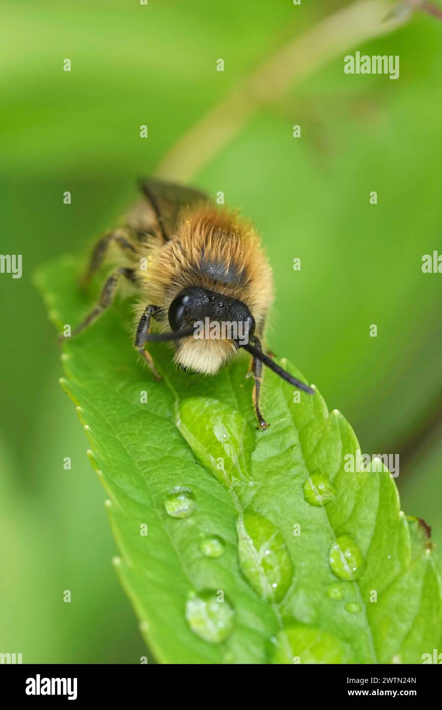 Detailed closeup on a cute male Early Cellophane Bee,, Colletes cunicularius, hanging into the green vegetation Stock Photo