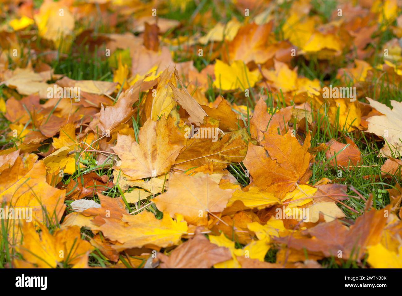 Yellowed leaves on the ground hi-res stock photography and images - Alamy