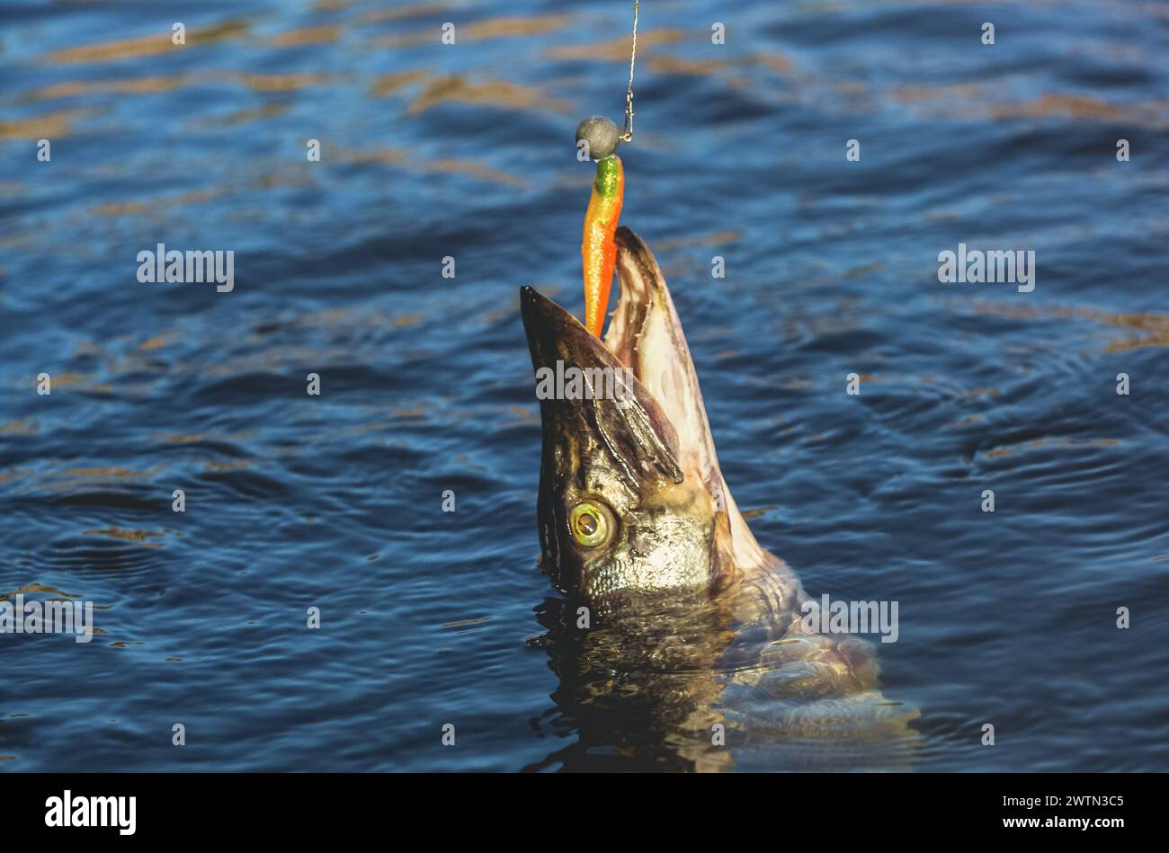 Fish Zander caught on a hook in a freshwater pond Stock Photo - Alamy