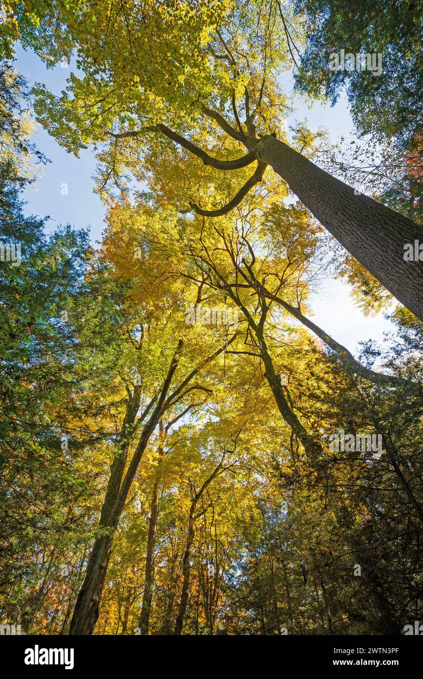 Yellow Canopy High Above the Trail in the Ledges of Cuyahoga Valley National Park in Phio Stock Photo