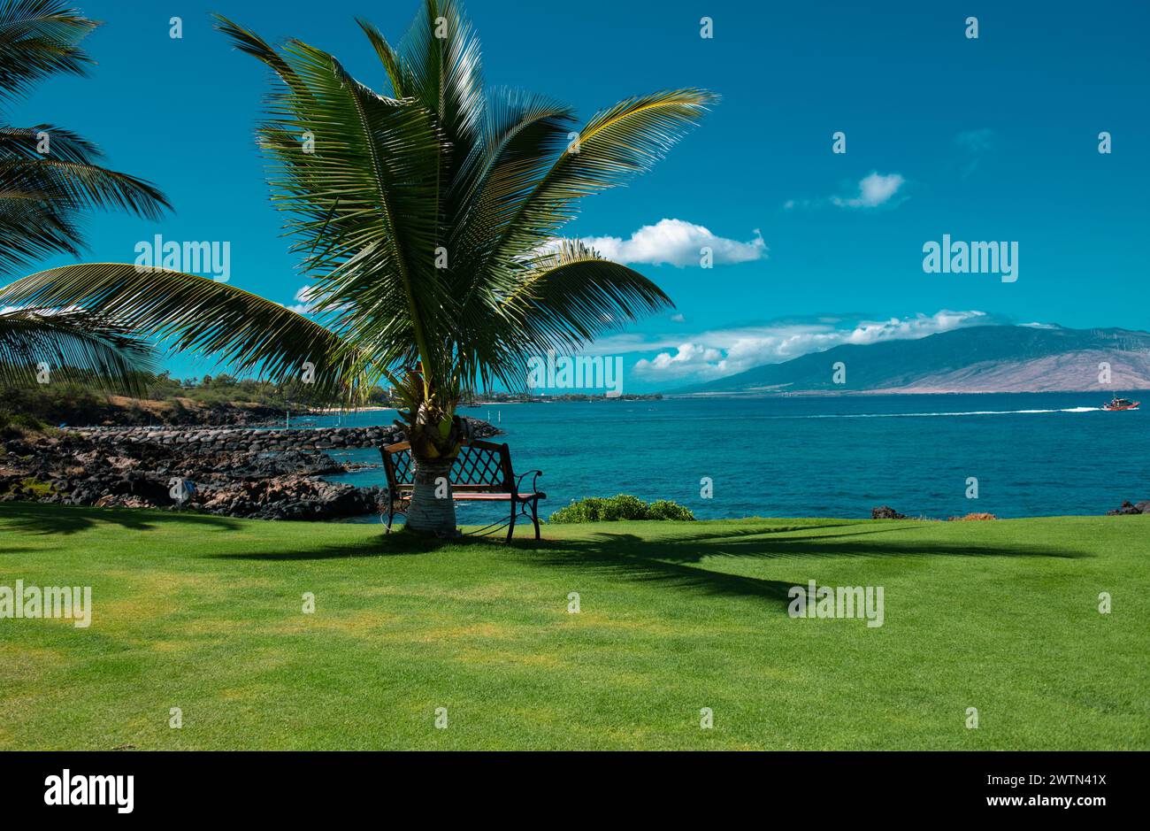 Coconut palm trees, beautiful tropical texture with sun light on sky ...