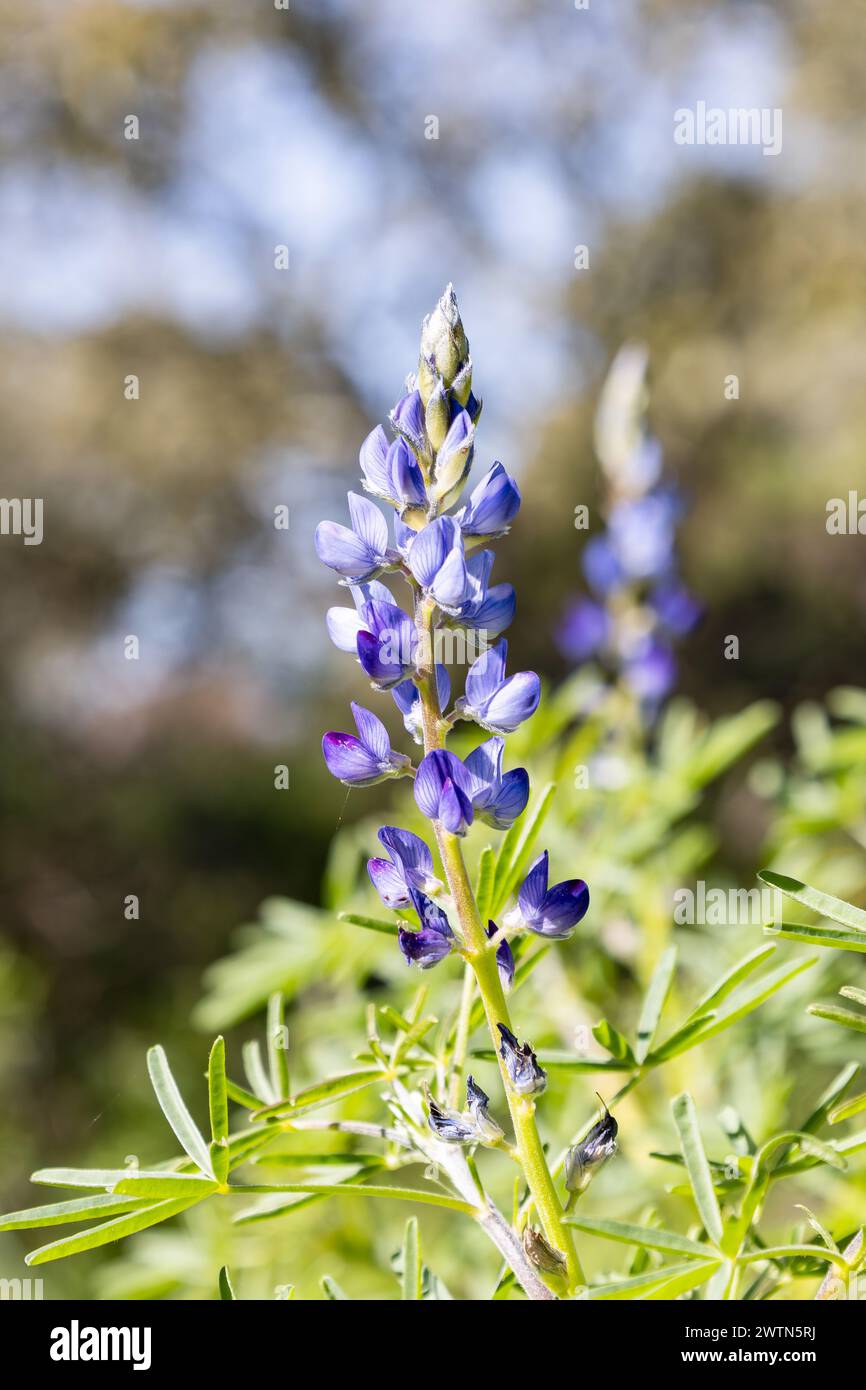 Close up of a blue wild Lupinus angustifolius known by many common names, including narrowleaf lupin, narrow-leaved lupin and blue lupin, growing in a Stock Photo