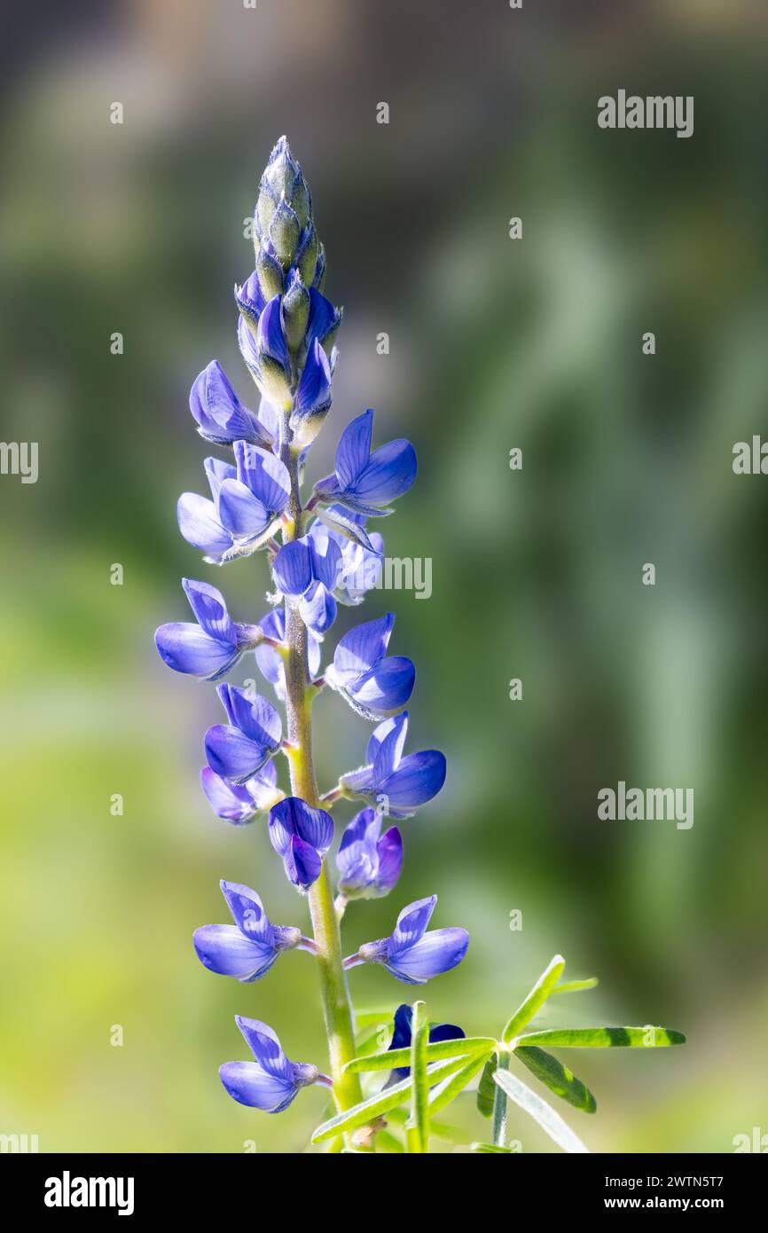 Close up of a blue wild Lupinus angustifolius known by many common names, including narrowleaf lupin, narrow-leaved lupin and blue lupin, growing in a Stock Photo