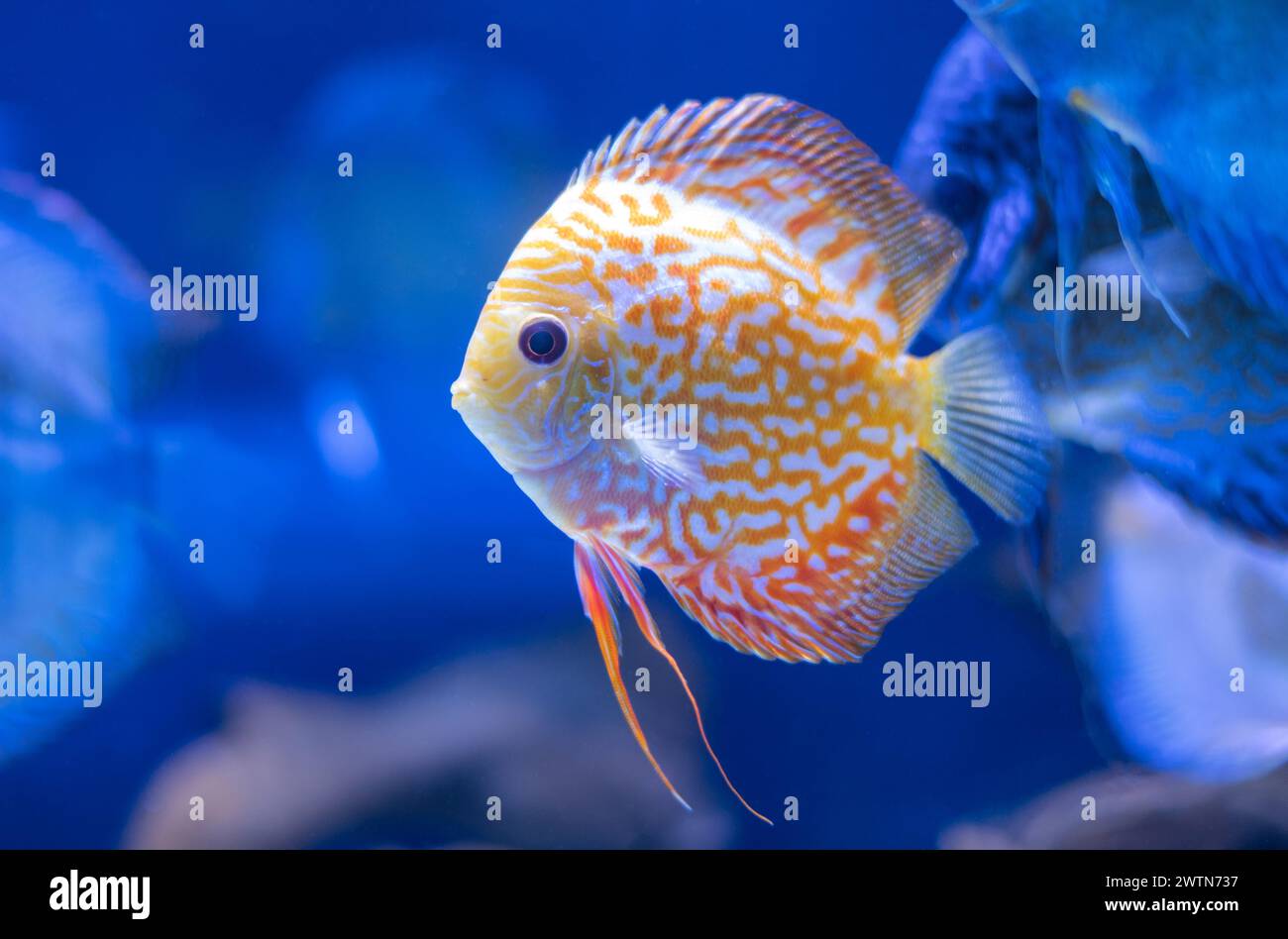 discus fish in aquarium, tropical fish. Symphysodon discus from Amazon river. Blue diamond, snakeskin, red turquoise and more. Stock Photo