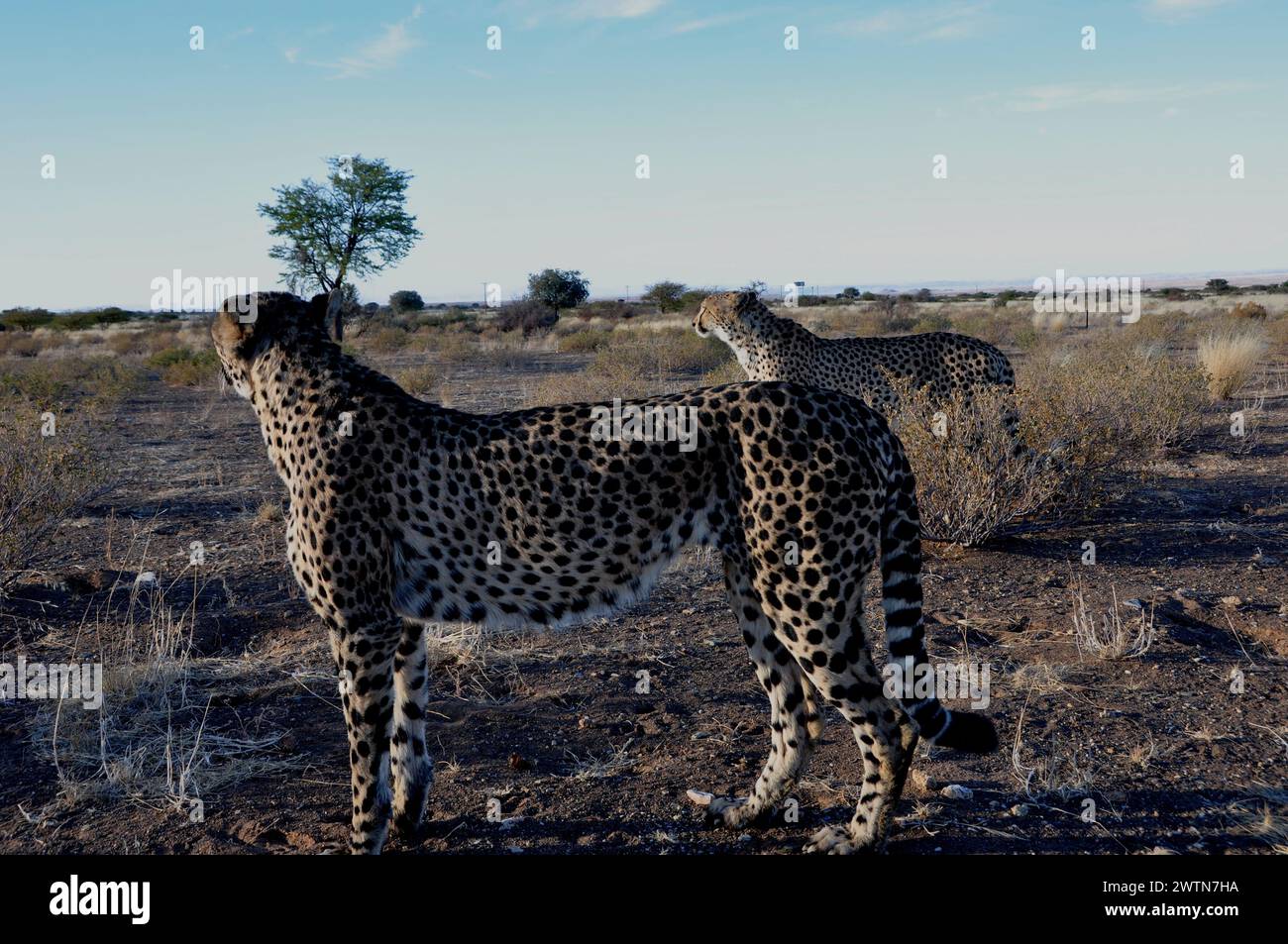 Zwei Geparde in der namibischen Kalahari. In Namibia lebt ein Drittel der weltweiten Gepard-Population. Two jeethas in the namibian Kalahari - where o Stock Photo