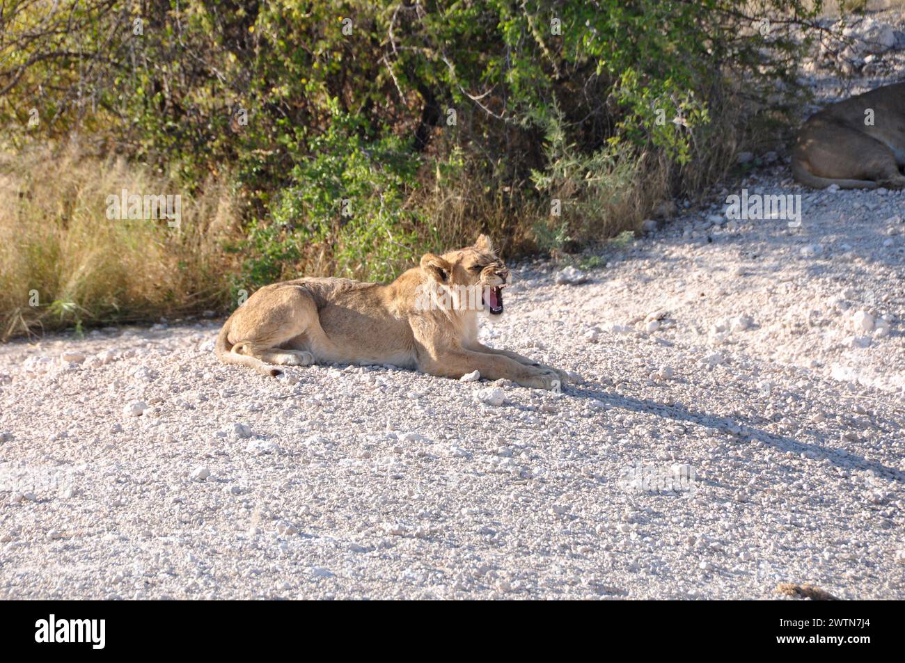 Ein Löwenbaby liegt faul herum im Etosha Nationalpark. A lion cup is lying around in Etosha Nationalpark. Stock Photo