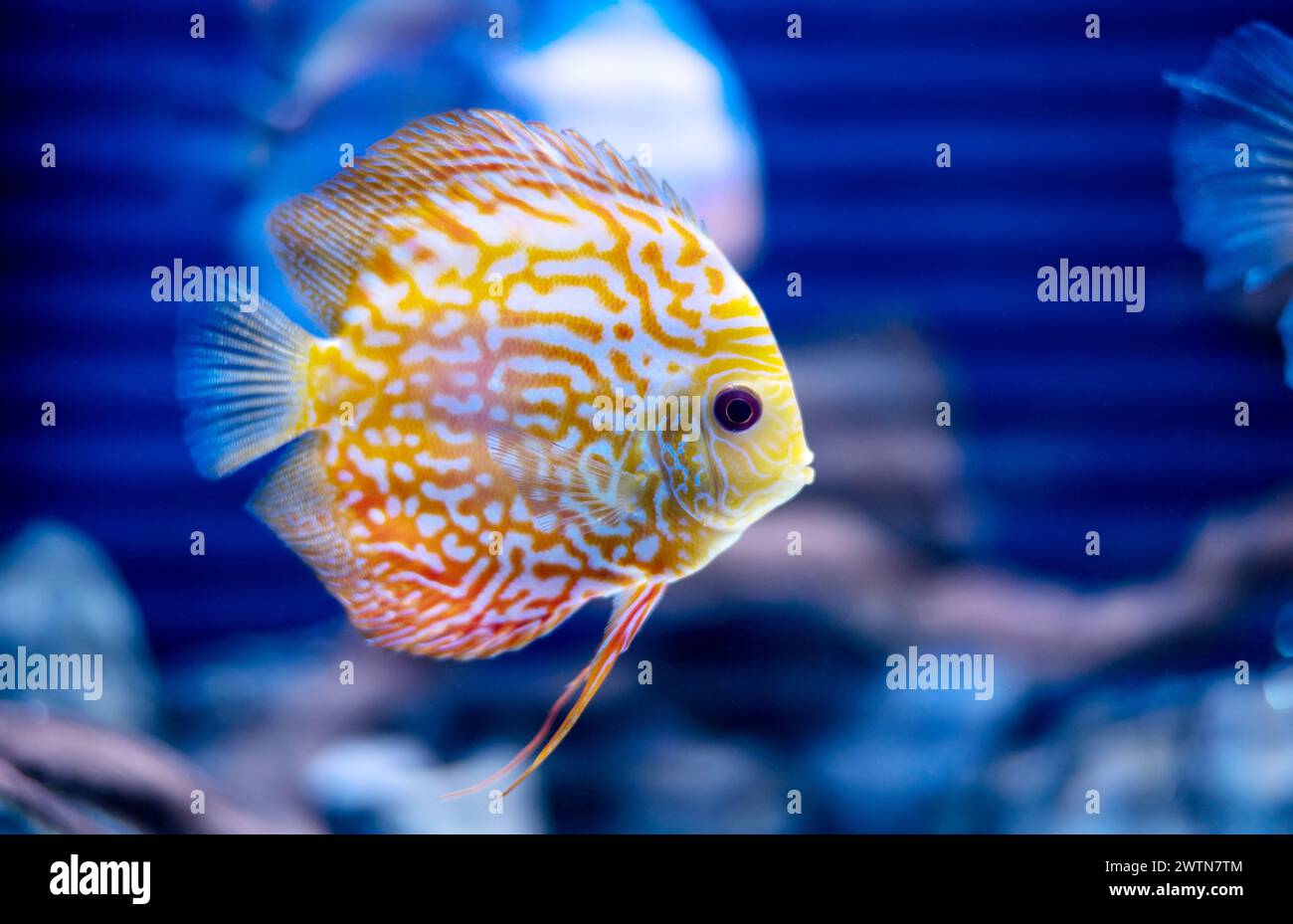 discus fish in aquarium, tropical fish. Symphysodon discus from Amazon river. Blue diamond, snakeskin, red turquoise and more. Stock Photo
