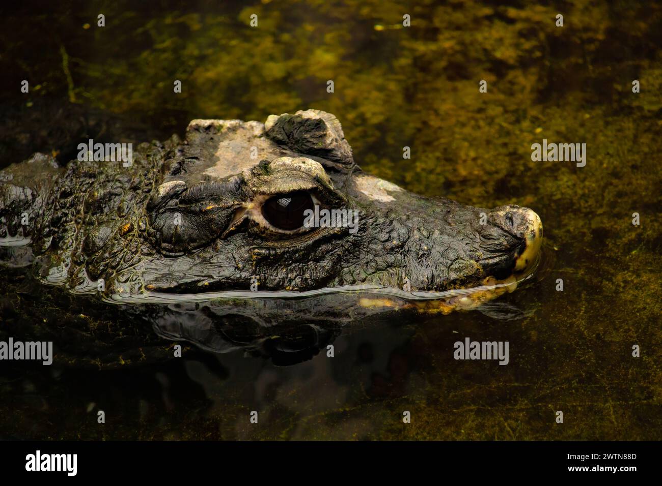 China Aligator close up portrait wildlife Stock Photo