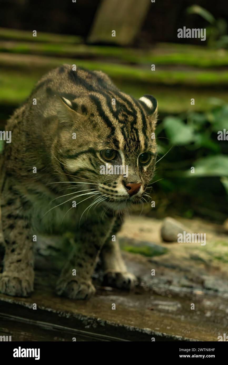 Fishing cat (Prionailurus viverrinus). Wildlife animal. Stock Photo