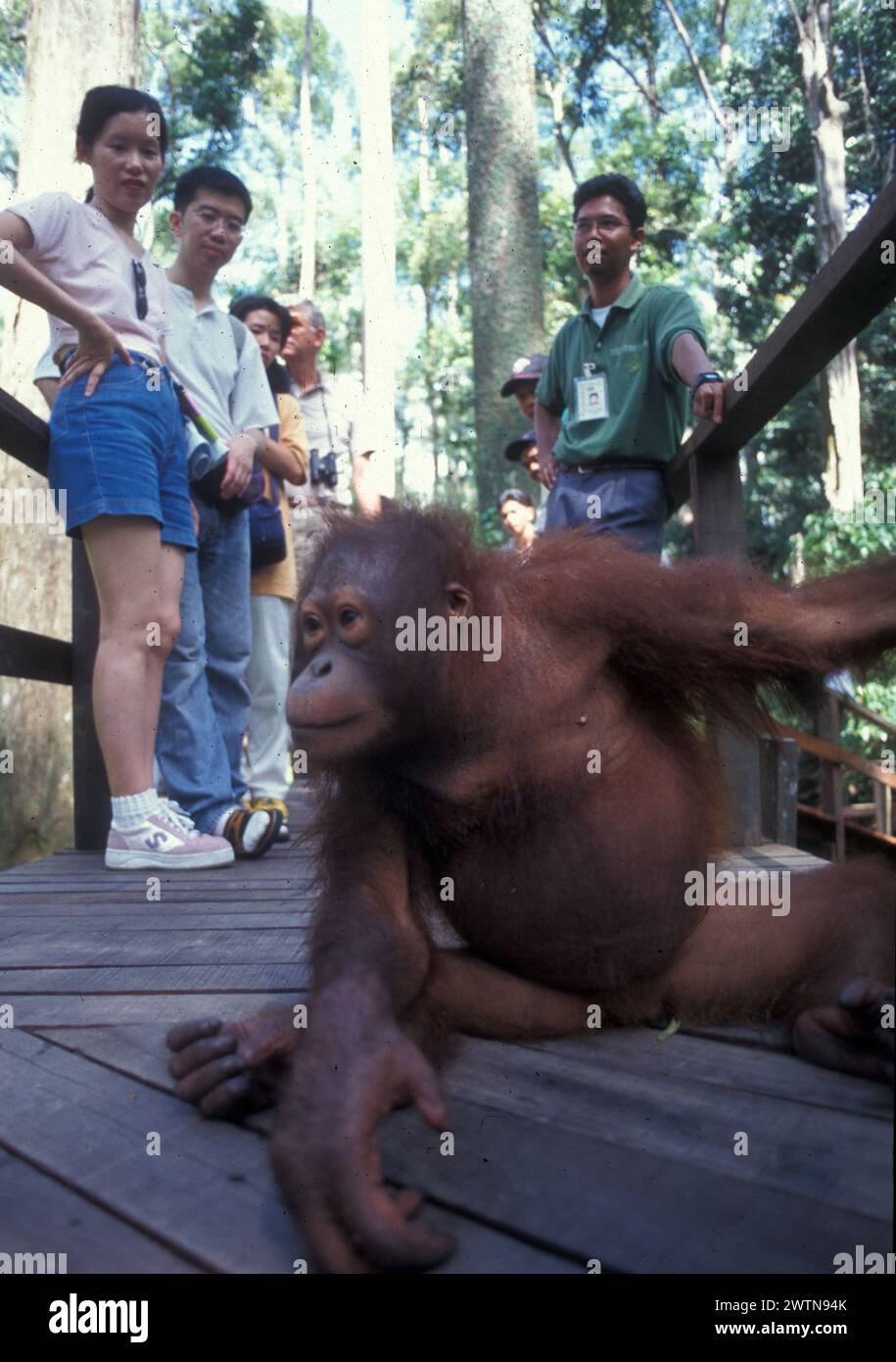 Im MalayischenTeil auf Borneo gibt es zwei Orang Utan Reha-Stationen (Sepilok, Sarawak und Sabah) für die vom Aussterben bedrohten Menschenaffen. in t Stock Photo